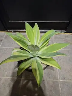 m59730989596_1.jpg?1745844301