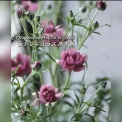 m59732704037_1.jpg?1737946602