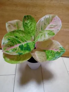 ご注文　ココ　様　アグラオネマ　ピンクエメラルド　9,800 観葉植物 nozomi | この色合い、最高〜〜〜っ
