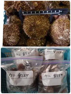 石鯛 活バフンウニ　釣エサ 2k
　2k m57457535472_1.jpg?1729744913