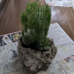 軽石とサボテン