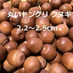 大きい まん丸 ドングリ【クヌギ】2.2～2.5cm 70個