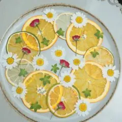押し花　柑橘ミックスセット