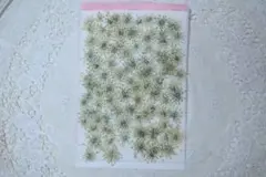 押し花　訳ありレースフラワー100枚