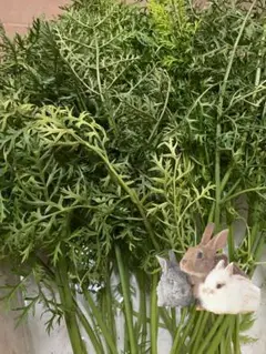 Item thumbnail for item a6c27ea0-390d-472e-a198-c3a000c39909