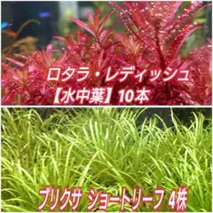 ☆メルカリ便☆ロタラ・レディッシュ【水中葉】10本 ブリクサショートリーフ4株
