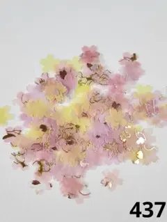 【437】トレス 桜 サクラ さくら クラフトパンチ