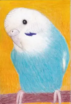 インコさん〔ハガキサイズ〕色鉛筆画