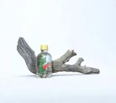 Item thumbnail for item cf13ad8c-b1f1-48f9-9146-b204045dde9c