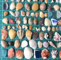 天然貝殻　天然素材　カラフルな貝殻　巻貝　夏休み　工作　標本箱　標本