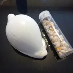 ウミウサギの貝殻と南の島の貝殻セット
