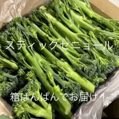 スティックセニョール 箱いっぱい 詰め合わせ