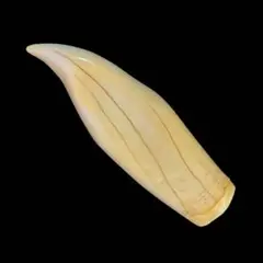 シャチ　歯　クジラの歯　印材　鯱