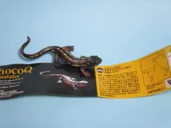 値下海洋堂チョコＱ日本の動物第10弾232bシリケンイモリオキナワシリケンイモリ