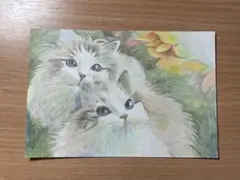 猫♦︎色鉛筆画♦︎はがき1点