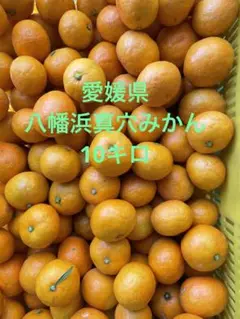 愛媛県産☆真穴みかん小玉10キロ