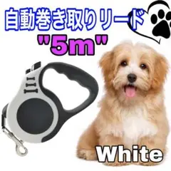 お散歩 リード 犬 新色 白 5m 自動伸縮