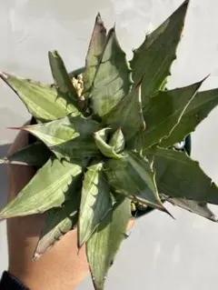 アガベ シンプレックス スノーデビル agave