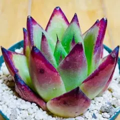 多肉植物⭐️⭐️ソクヨン⭐️韓国苗育成 抜き苗 c14