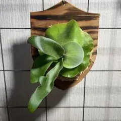 ビカクシダ ssfoong 親株vandaka plantsおまけ付き Yahoo!オークション - ビカクシダ ss foong 親株 大株 子株付き