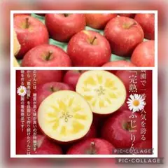 ☆★等級秀品です★☆青森産ふじ林檎☆10〜12玉入箱☆ふじリンゴ☆
