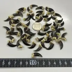 コヨーテ　coyote　爪（ブラック）10本セット