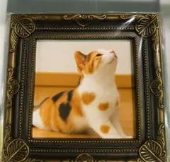 猫のMIKERUハート模様　写真付きフォトフレーム 9cm角上体そらし頑張ります