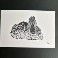 ボールペン画　鴨