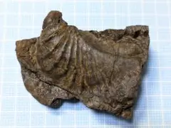 Item thumbnail for item 64cf71a0-e545-45c0-8bc4-251f301055ec