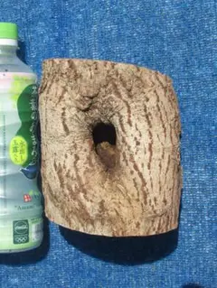 天然 樹洞 クワリウム 登り木 貫通3穴 №93