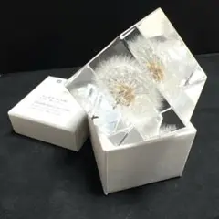 Sola cube ソラキューブ　タンポポ 4cm