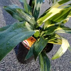 【 5号 40cm 宝船 斑入り 実 】★ 万年青 オモト 観葉植物 No.19