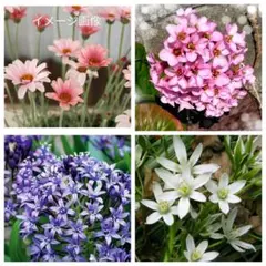 今から咲くお花4種類
