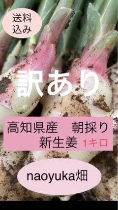 高知県産 朝採り新生姜1キロ 訳あり