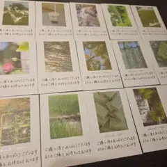手書きサンキューカードサンクスカード【フォトグリーン】50枚
