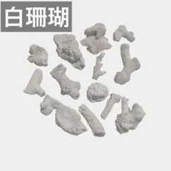 ♡天然白化珊瑚♡ ホワイト　漂白済み　貝殻　浜辺　ビーチコーミング