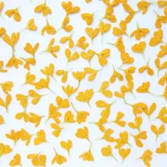 押し花素材 ： キンモクセイ / 金木犀 着色（ 718 レジン パーツ 花材）