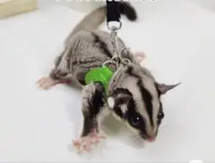 Item thumbnail for item 987f1d25-f838-4492-b331-923e47dfe249