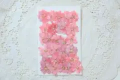 押し花　千鳥草30枚