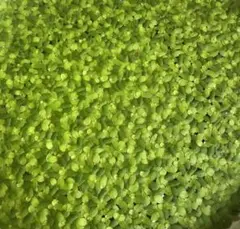 水草 アオウキクサ 完全無農薬 浮草