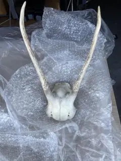 動物の頭骨 角付き