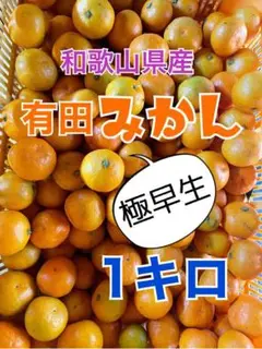 有田みかん 極早生 1キロ