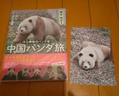 はなと毎日パンダの 中国パンダ旅 : 雅安・西安篇