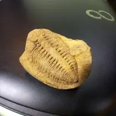 Item thumbnail for item 1c6a02ba-8c8d-4157-941a-4a457ed6890a