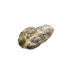 Nature of Japan 日本のいきもの01 マガキ