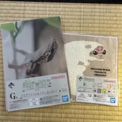 爬虫類一番くじ ニシアフリカトカゲモドキセット