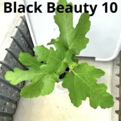 イチジクの良苗。Black Beauty 10 イチジクの良苗。Black Beauty 10 フルーツ・果実