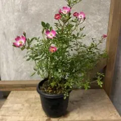 ちい　ラブリーローズ 鉢ごと そのまま メルカリ便 ラブリーローズ 鉢ごと そのまま メルカリ便 多肉植物