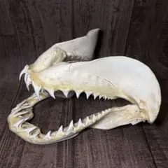 アオザメ 鮫 サメ 歯 顎 アゴ 骨格標本