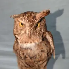 フクロウの剥製 コノハズク 約30cm フクロウ・ミミズク | ワシ・タカ・フクロウ | 剥製の製作・直売